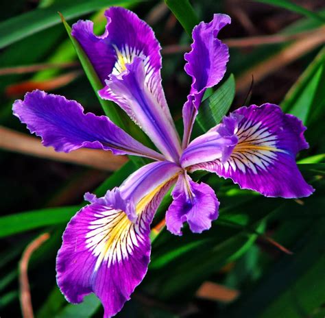 Pictures Of Iris Flowers Beautiful Flowers