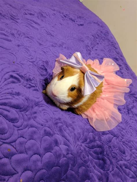 Guinea Pig Dress Up Aww