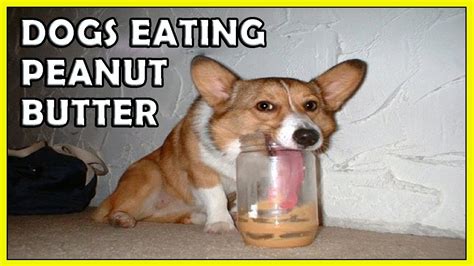 Funny Dogs Eating Peanut Butter Compilation 2018 Hd Funnycat Youtube