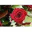Rose Flower Wallpaper HD  PixelsTalkNet