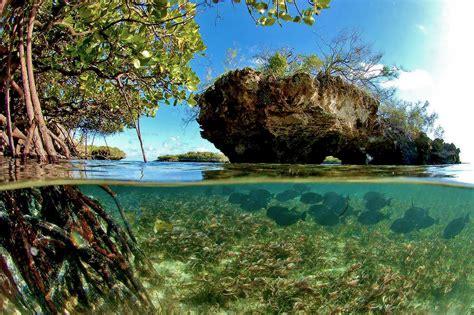 Aldabra Atoll Unesco World Heritage At Its Best Seal Superyachts