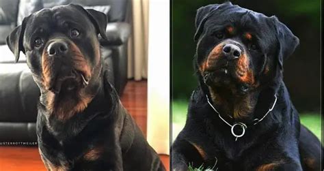 According To Science This Is What It Means When Rottweilers Tilt Their
