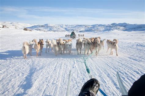 Dog Sledding In Greenland Greenland Travel En