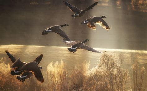 Wildlife Sunlight Flying Geese Birds Wallpapers Hd Desktop And Mobile