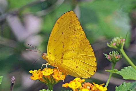 Yellow Butterfly Pictures