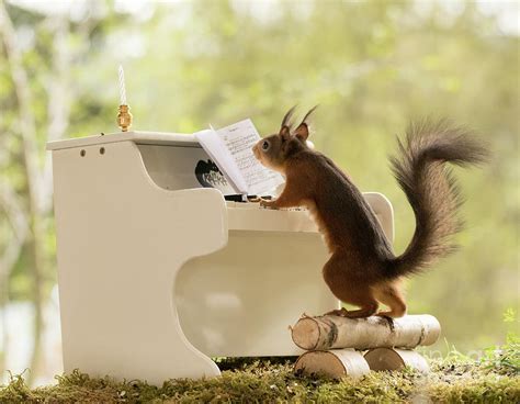 Red Squirrels Are Standing With A Piano Photograph By Geert Weggen