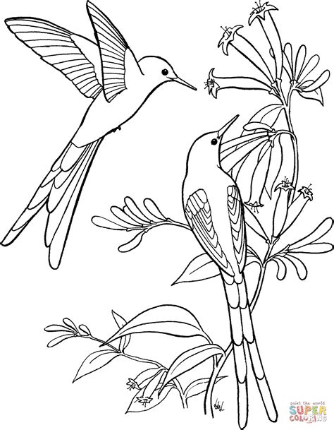 They quickly fly from one flower to the next. Hummingbird coloring pages to download and print for free