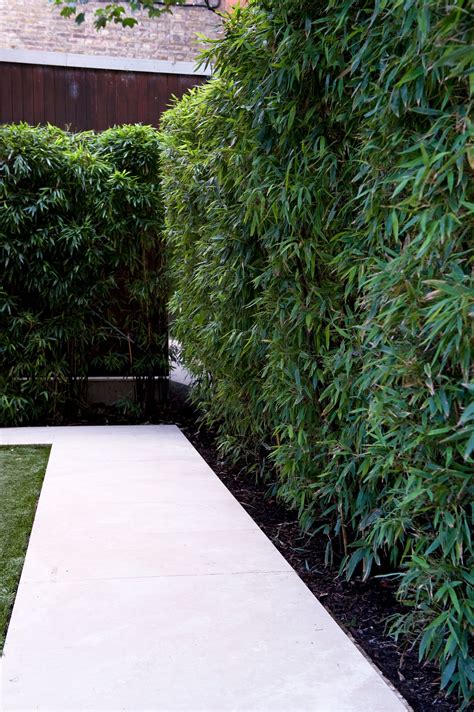 Best Best Hedge Plants For Screening For Small Space Home Decorating