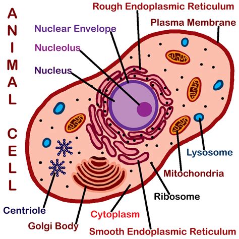 Maybe you would like to learn more about one of these? Animals cell labeled : Biological Science Picture ...