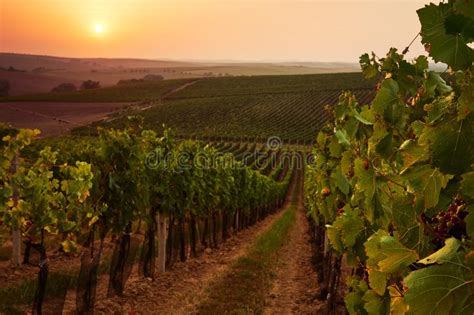 Beautiful Scenic Vineyards At Sunset Stock Image Image Of Rural Farm