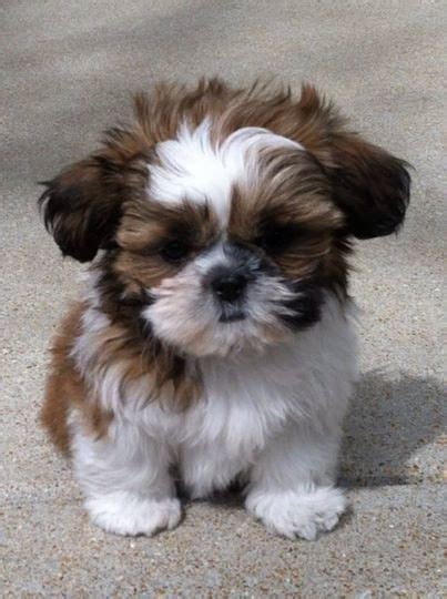 New born shih tzu puppies. Unlocked: Shih Tzu Puppies Photos