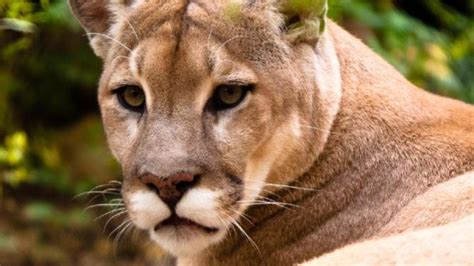 Seattle Cougar Attack Leaves On Dead Another Seriously Injured Perthnow