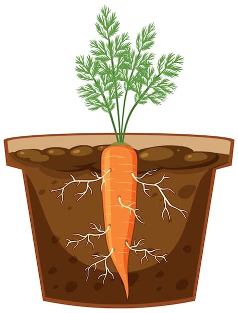 Premium Vector Root Of Carrot Plant Vector