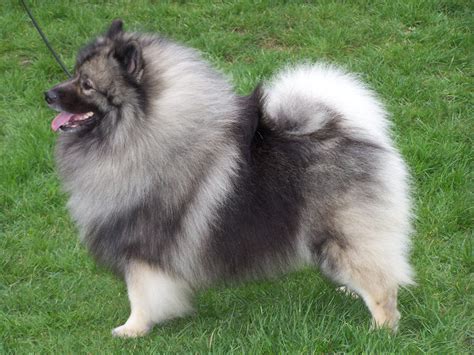Keeshond Dogs Breeds Pets