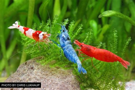 Overview Of Freshwater Dwarf Shrimp Popular Species Tank Requiremen