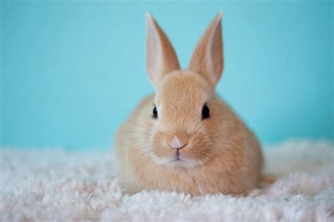 What It Actually Costs To Adopt A Bunny Fauna Care
