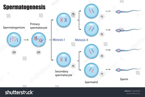 Spermatogenesis Diagram Process Cell Division Vector стоковая