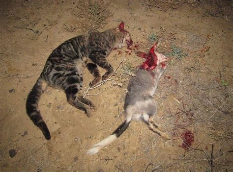 Cats are meat eaters and in general cooked and deli meats are ok for your cat to eat in small amounts. @TSCommissioner on Twitter: "NATIONAL FERAL CAT MANAGEMENT ...