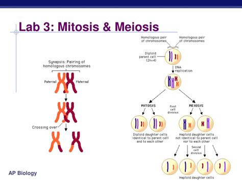 The main difference between meiosis and mitosis is the type of cells that undergo the process. PPT - Lab 3: Mitosis & Meiosis PowerPoint Presentation ...