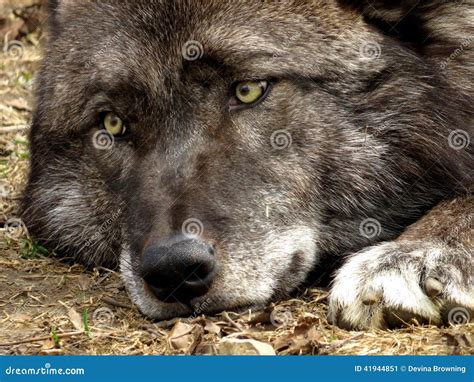 Blackgray Wolf Stock Image Image Of Beautifully Wolf 41944851