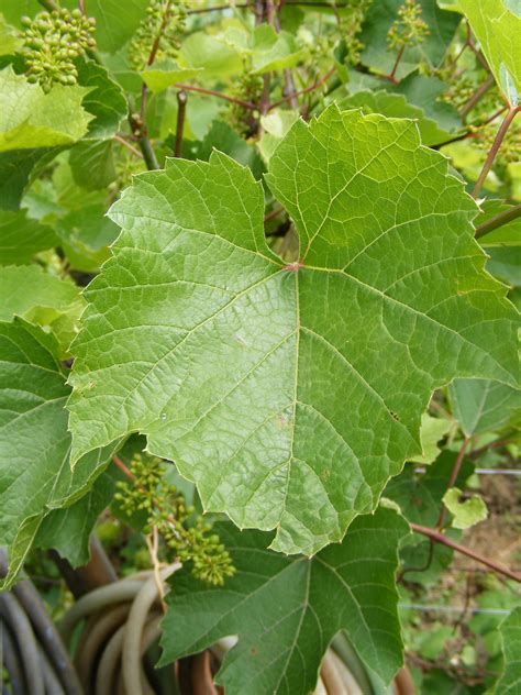 Free Images Tree Fruit Leaf Flower Food Green Produce Ivy