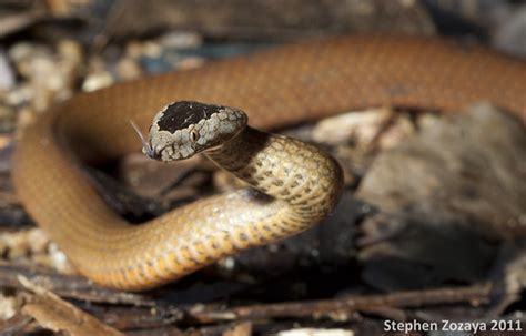 Golden Crowned Snake Cacophis Squamulosus A Golden Crown Flickr