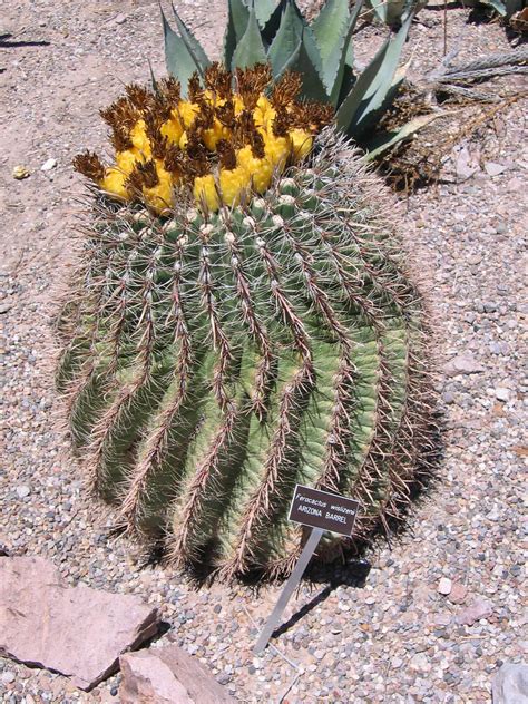 Arizona Barrel Cactus In Bloom Taken At The Bosque Del Apa Flickr