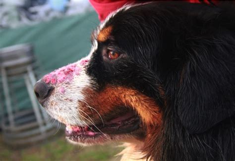 It will protect you should your dog bite an individual and cause harm. Health & Welfare | Spider Bites