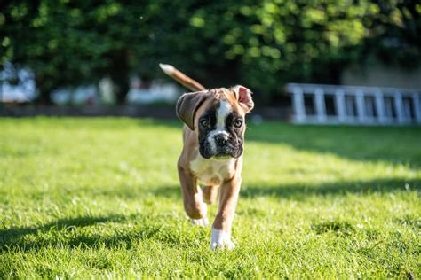 Getting A Boxer Puppy 21 Things You Need To Buy Now Boxer Dog Diaries