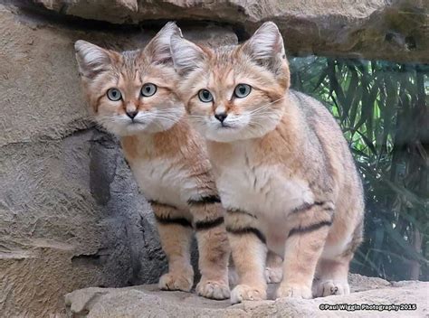 Small Wild Cats Big Cats Cats And Kittens Cute Cats Funny Cats