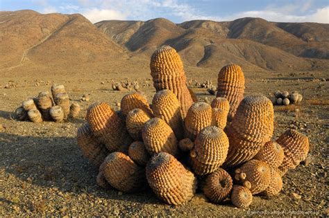Photos Of Different Habitats And Species Of Cactus Of The Atacama