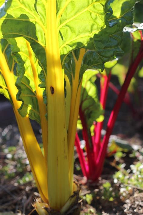 Design A Rainbow Vegetable Garden With A Cornucopia Of