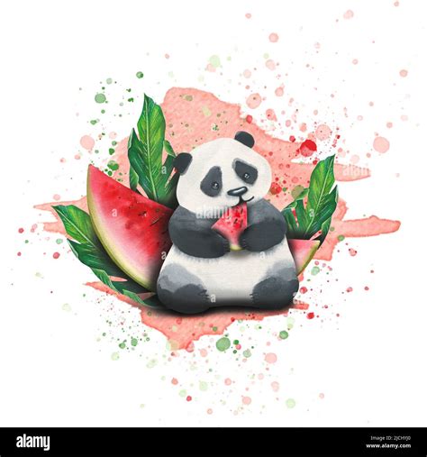 Watercolor Illustration Of A Panda Eating A Watermelon Against A
