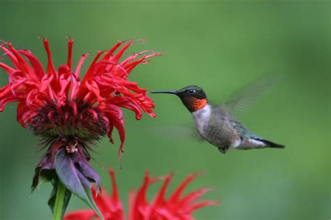 They will accept a nectar reserve of. Top 10 Flowers That Attract Hummingbirds To Your Yard ...
