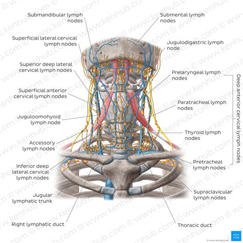 Lymph Nodes Of The Head Neck And Arm Kenhub