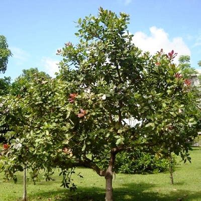 Cashew, (anacardium occidentale), evergreen shrub or tree of the sumac family (anacardiaceae), cultivated for its characteristically curved edible seeds, which are commonly called cashew nuts though they are not true nuts. How to Grow a Cashew Tree | Growing Cashew Nuts