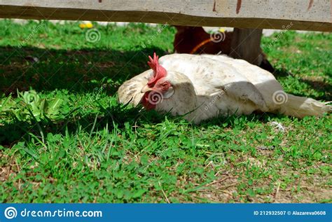 White Chickens Lie On The Ground Under The Sun Is Rays The Chicken