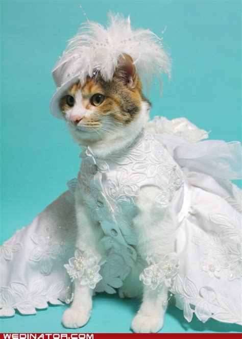 Inspirasi Terbaru 15 Cat Wedding Dress