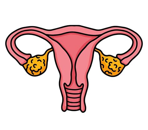 Sistema Reproductivo Femenino Tero Y Ovarios Icono Rosa Aislado En