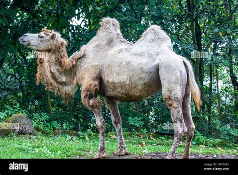 The Closeup Image Of Bactrian Camel Camelus Bactrianus A Large Even