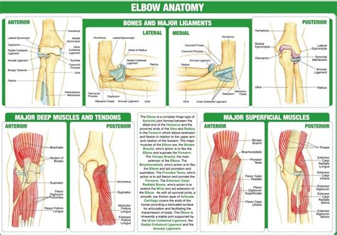 Elbow Anatomy Diagram With Labels Graph Diagram