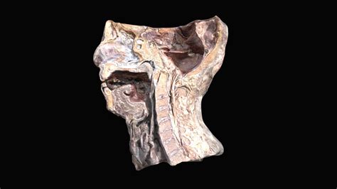 Sagittal Section Of Head And Neck Buy Royalty Free 3d Model By