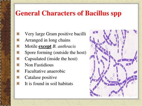Ppt Identification Of Gram Positive Bacilli Powerpoint Presentation