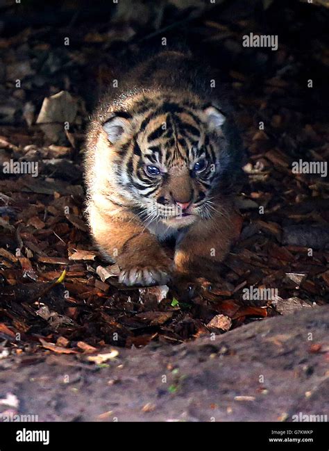 Sumatran Tigers Born At Chester Zoo Stock Photo Alamy