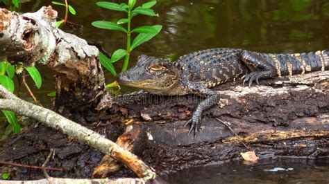 Baby Alligator In The Swamp Of Louisiana Travel Photography Stock