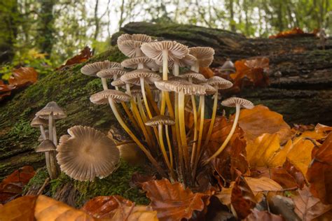 The Weird And Wonderful World Of Fungi Nature Ttl