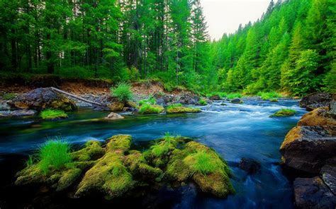 Green Pine Forest River Rock Beautiful Nature Hd Wallpaper ...