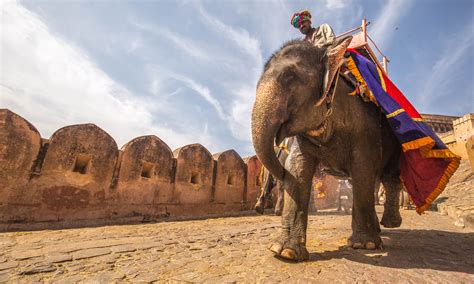 Account Suspended Elephant Ride Elephant Amer Fort