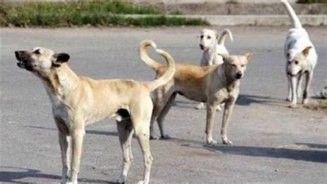انتشار الكلاب الضالة يثير ذعر أهالي قرية الزمرانية بالقليوبية