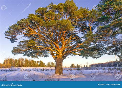 Old Pine Tree At Sunset Stock Photo Image Of Beautiful 40841718